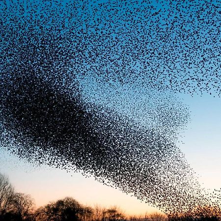 Апартаменты Anneks Ved Ribe Ostera Экстерьер фото
